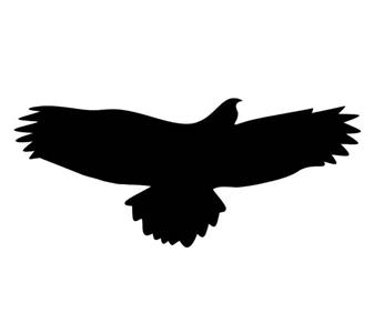 199268_aufkleber_bussard.jpg
